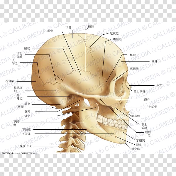 Bone Human skull Cervical vertebrae Neck, skull transparent background PNG clipart