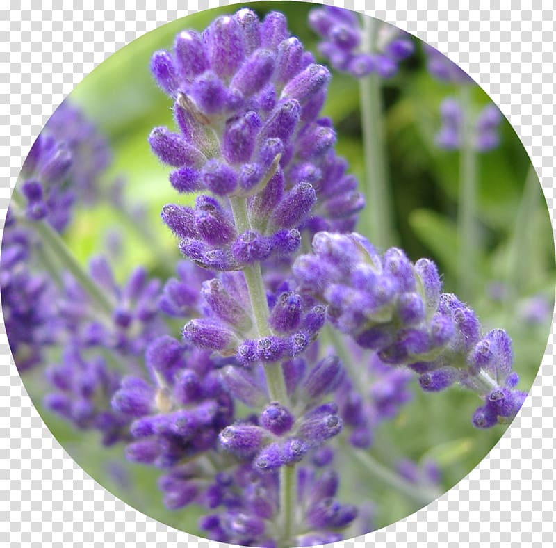 English lavender Perennial plant Lavender oil Lavandula latifolia, plant transparent background PNG clipart