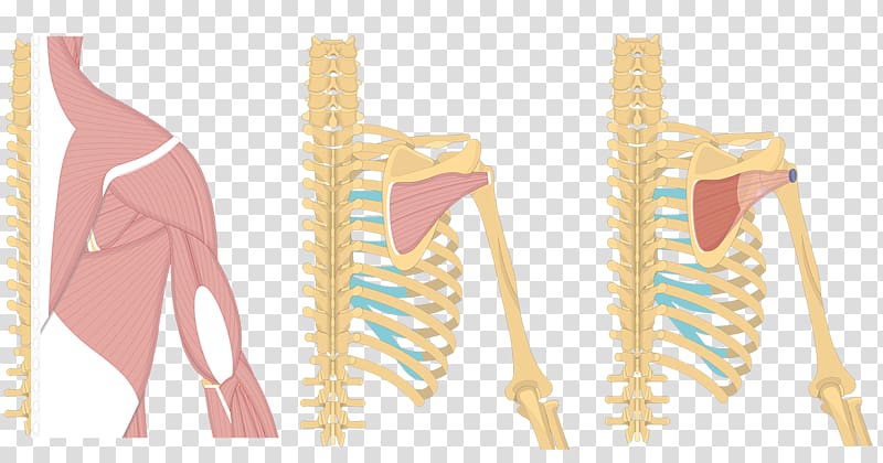 Shoulder Latissimus dorsi muscle Origin and Insertion Supraspinatus muscle, others transparent background PNG clipart
