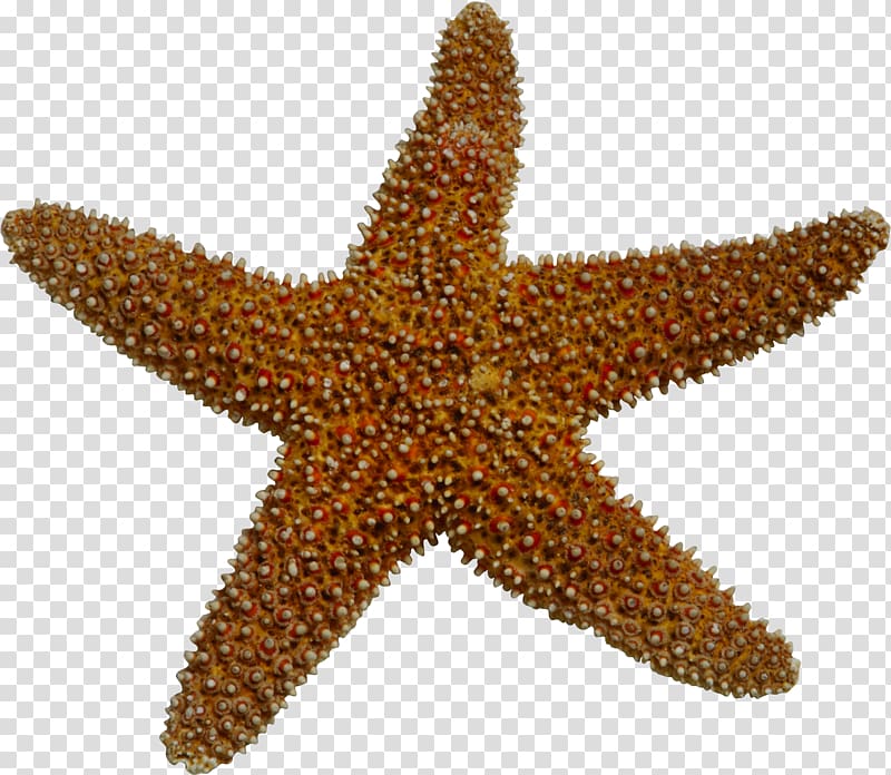 Starfish Sea , Starfish element transparent background PNG clipart