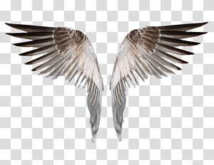 Drawing , wings transparent background PNG clipart thumbnail