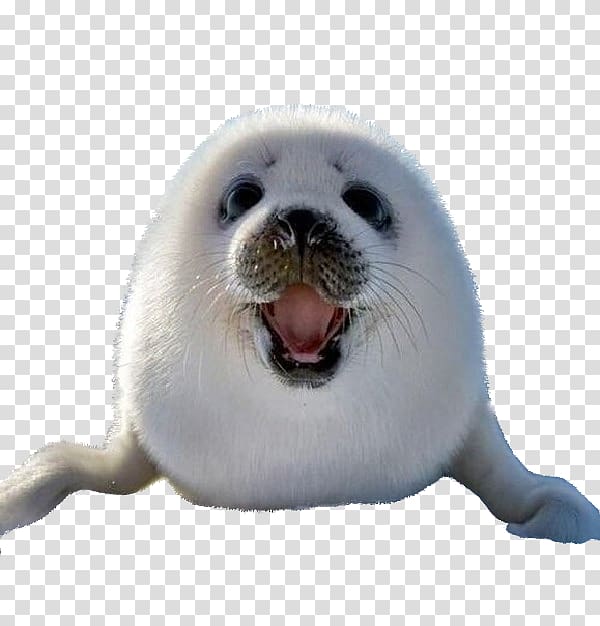 Earless seal Sea lion Harp seal Arctic Dog, Dog transparent background PNG clipart