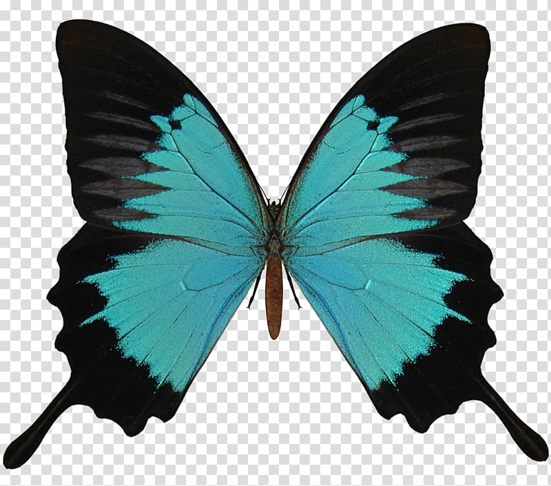 Butterfly Red Black Caterpillar, Black And Cyan Butterfly transparent background PNG clipart