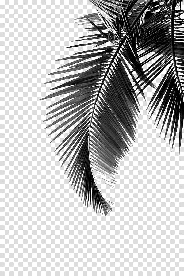 palm leaf transparent background PNG clipart