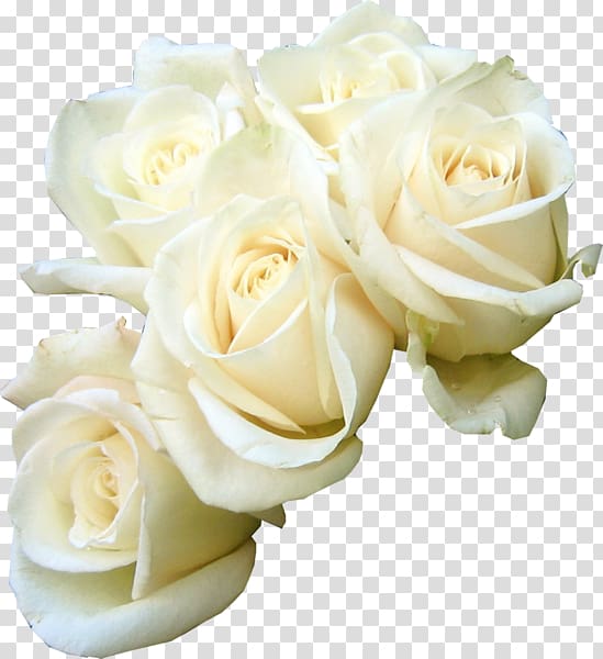 Rose Flower bouquet White , white rose transparent background PNG clipart