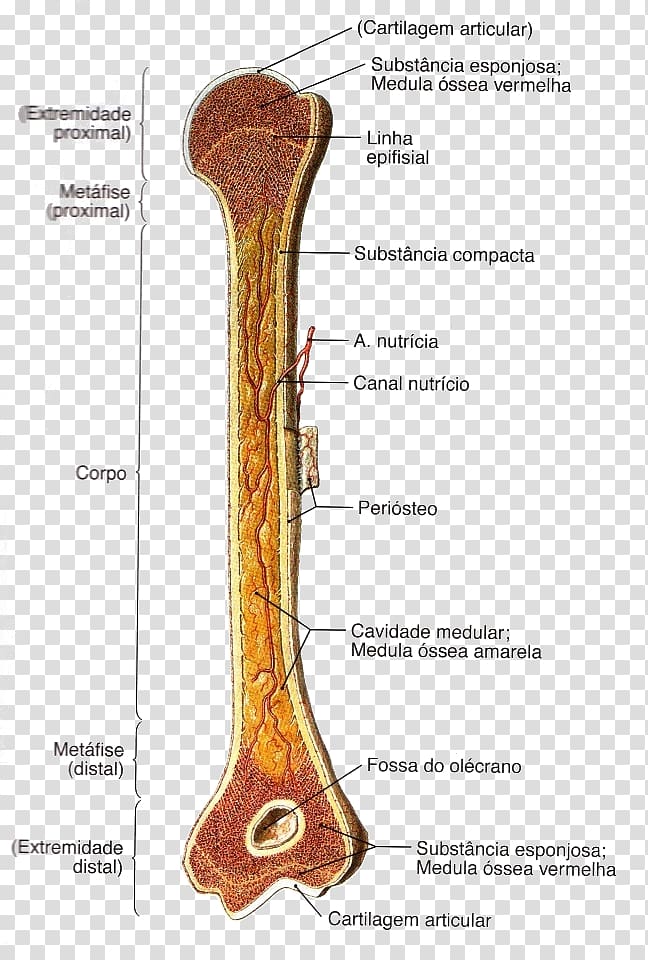 Long bone Anatomy Osteology Diaphysis, FIGURA HUMANA transparent background PNG clipart