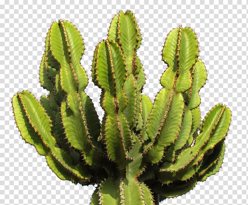 Cactaceae Icon, Cactus transparent background PNG clipart