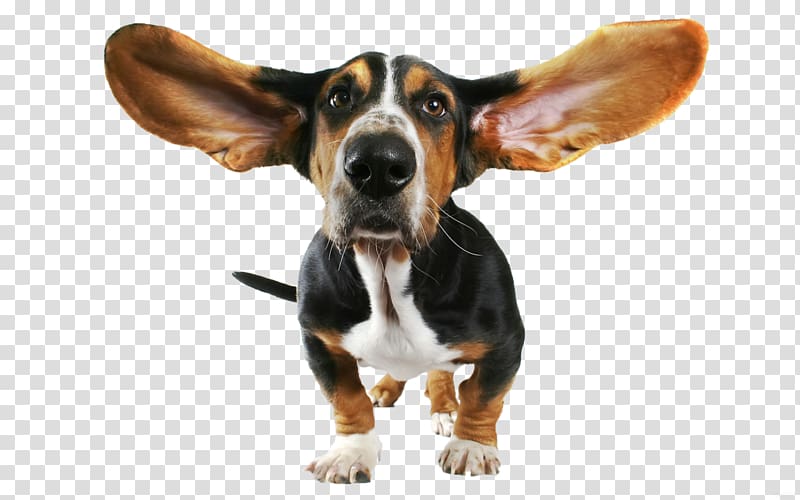 Basset Hound Beagle Bloodhound Papillon dog Chihuahua, Funny Dog , adult black and tan basset hound illustration transparent background PNG clipart