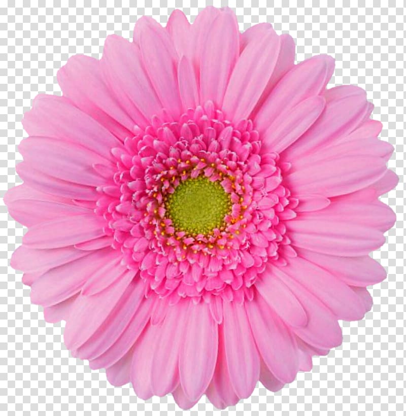 Pink flowers Desktop Artificial flower , gerbera transparent background PNG clipart