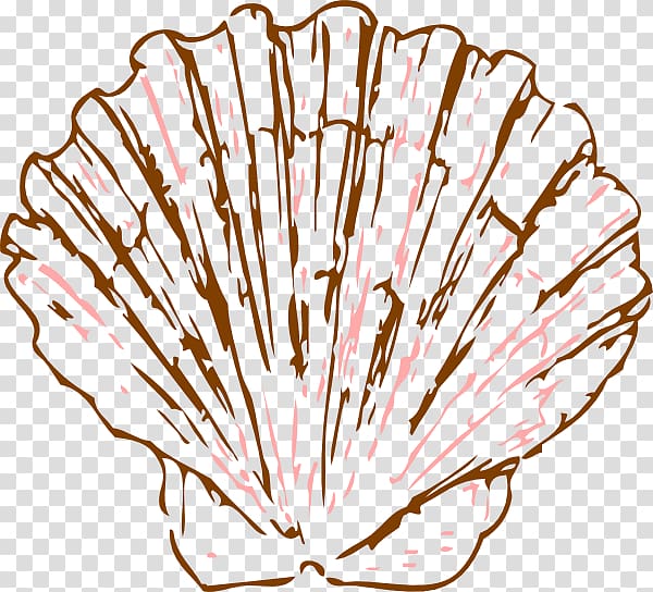 Seashell Pectinidae Drawing Mollusc shell , seashell transparent background PNG clipart