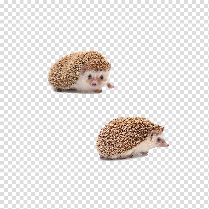 Domesticated hedgehog Fur Porcupine Domestication, Small animal hedgehog transparent background PNG clipart