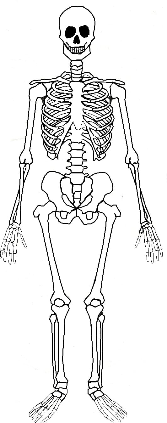 human skeleton , Human skeleton Human body Bone Anatomy, Human Skeleton transparent background PNG clipart