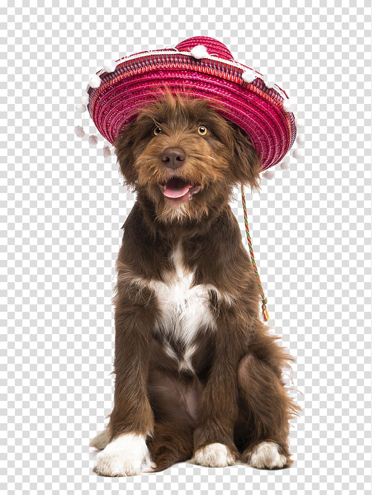 Dog Puppy Sombrero, Hat cute pet transparent background PNG clipart