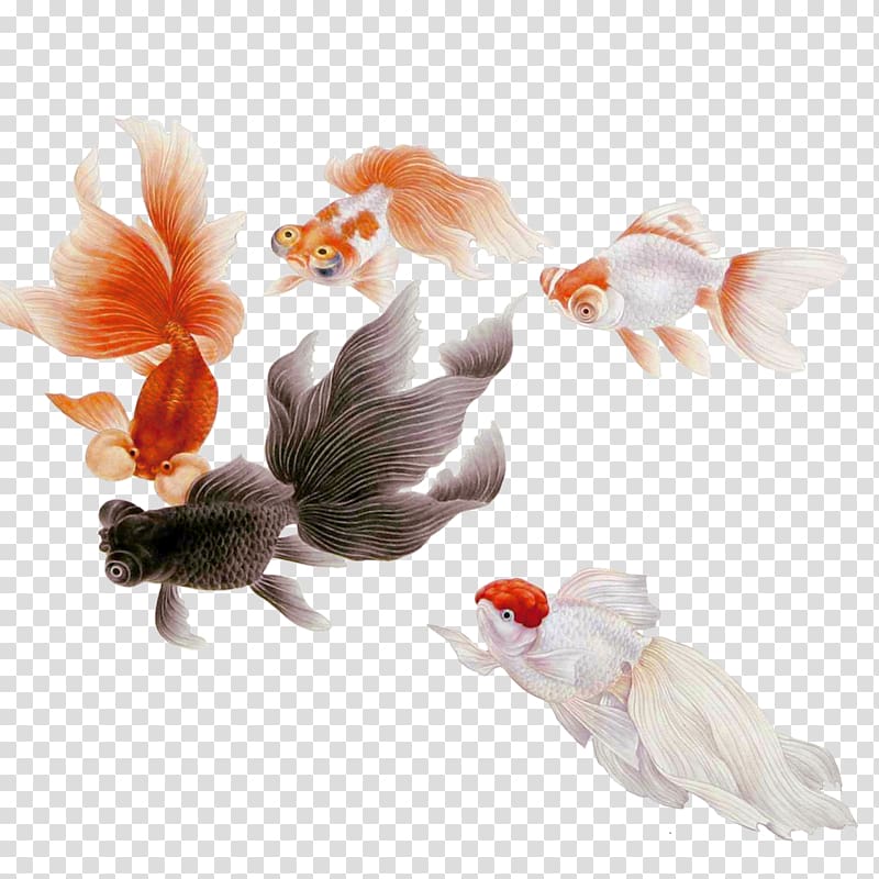 five red cap uranda and black moore, Goldfish Common carp, goldfish transparent background PNG clipart
