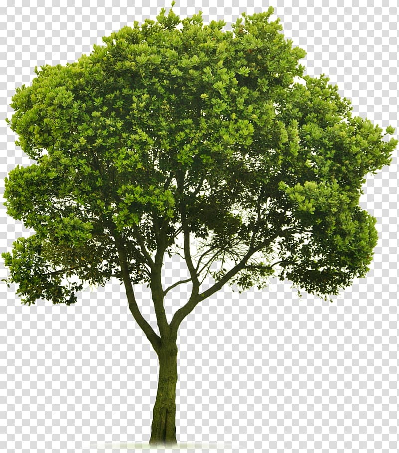 Tree topping Landscaping Lawn , trees transparent background PNG clipart