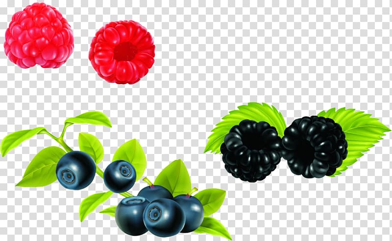 European blueberry Bilberry, Cartoon blueberry decorative material transparent background PNG clipart
