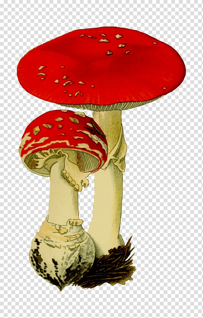 Amanita muscaria Mushroom Fungus Agaric, mushroom transparent background PNG clipart