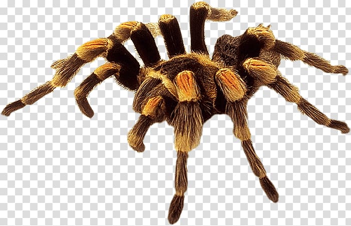 Mexican red knee tarantula, Brown Yellow Spider transparent background PNG clipart