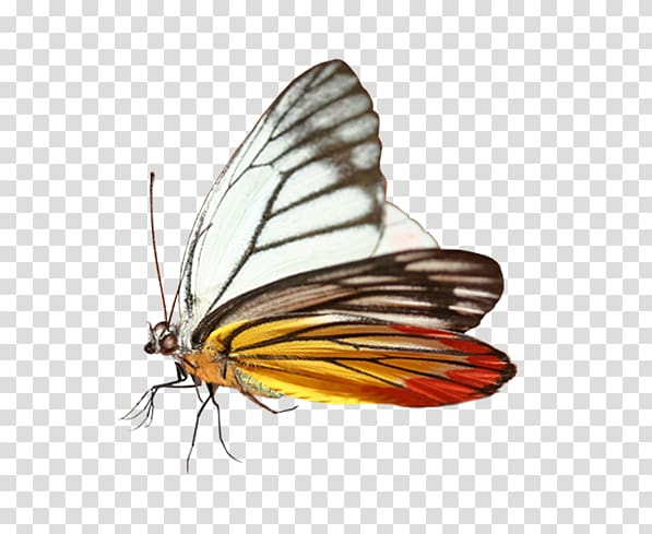 Monarch butterfly Purposed for the Promise, butterfly transparent background PNG clipart