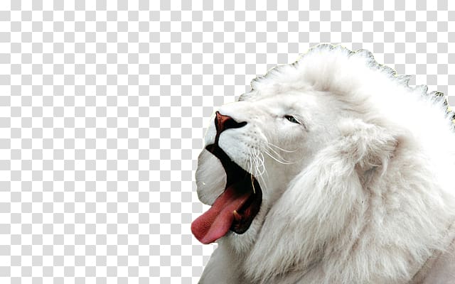 White Lion Desktop Big cat, Xw transparent background PNG clipart
