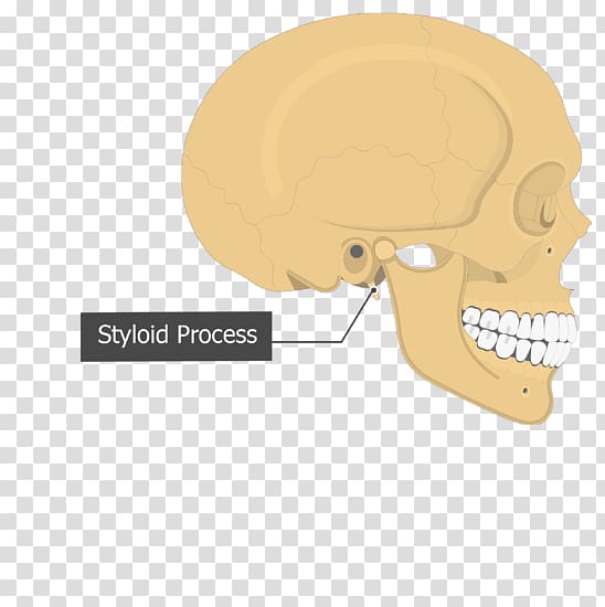 Skull Tympanic part of the temporal bone Mastoid part of the temporal bone Petrous part of the temporal bone, skull transparent background PNG clipart