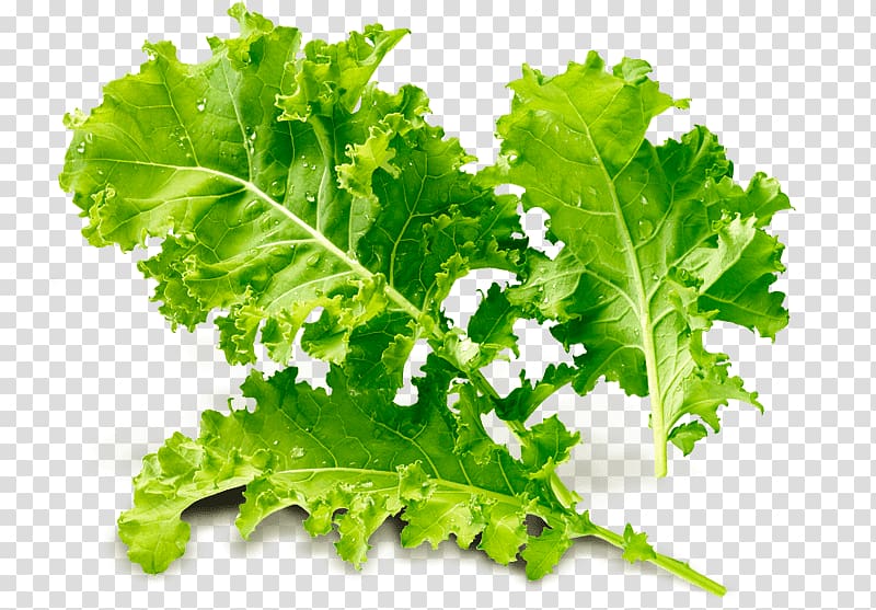 Romaine lettuce Spring greens Collard greens Kale Rapini, kale transparent background PNG clipart
