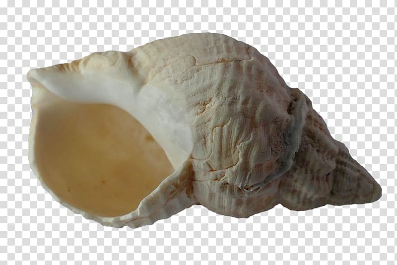 Bivalvia Seashell Gastropod shell Sea snail, seashell transparent background PNG clipart