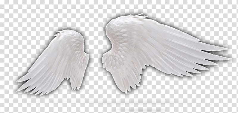 white wings illustration, Feather Wing Angel, Angel Wings,Dark Angel Wings transparent background PNG clipart