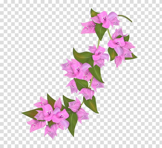 Bougainvillea Flower Petal Drawing, flower transparent background PNG clipart