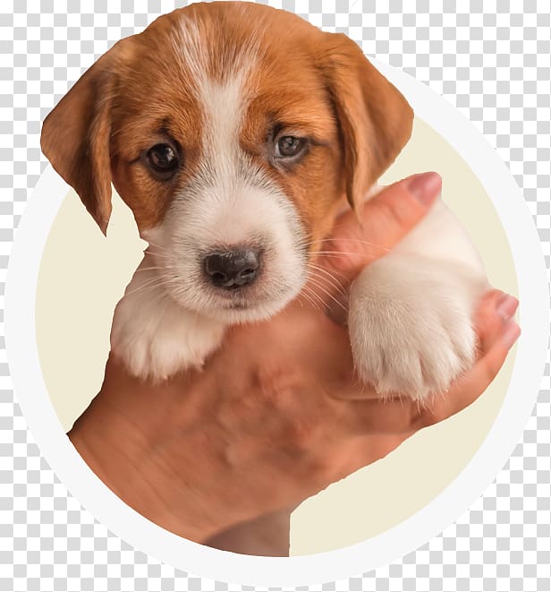 American Foxhound Dog breed English Foxhound Harrier Beagle, puppy transparent background PNG clipart