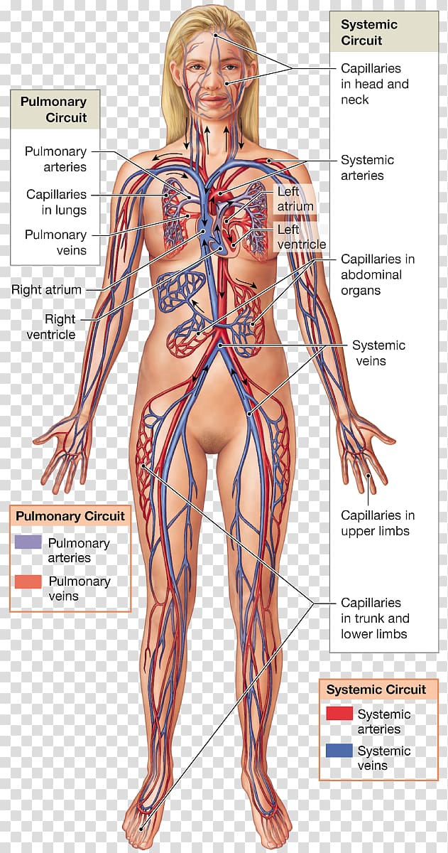 Blood vessel Pulmonary circulation Artery Organ Capillary, blood transparent background PNG clipart