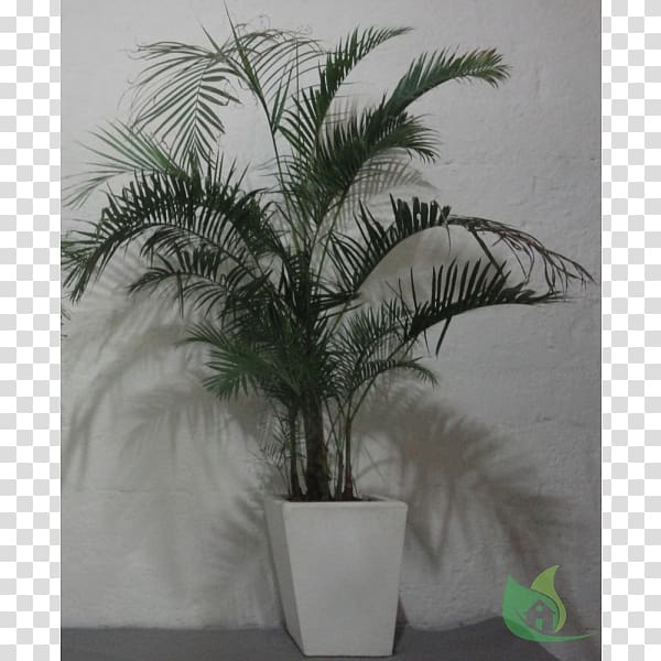 Asian palmyra palm Flowerpot Date palm Coconut Houseplant, date palm transparent background PNG clipart