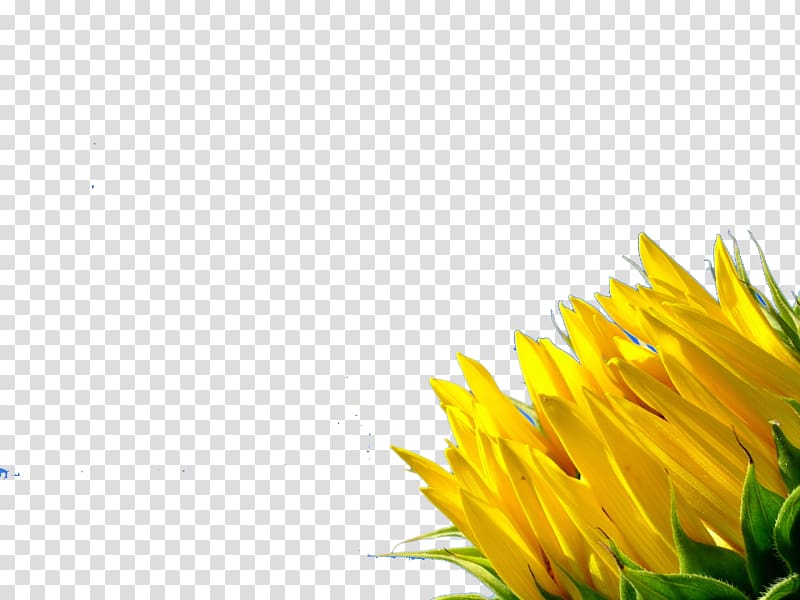 Desktop Color Yellow Display resolution , copy transparent background PNG clipart