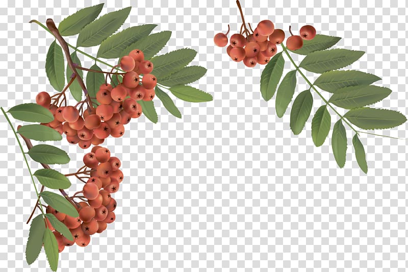 Rowan Bàner Leaf, rowan transparent background PNG clipart