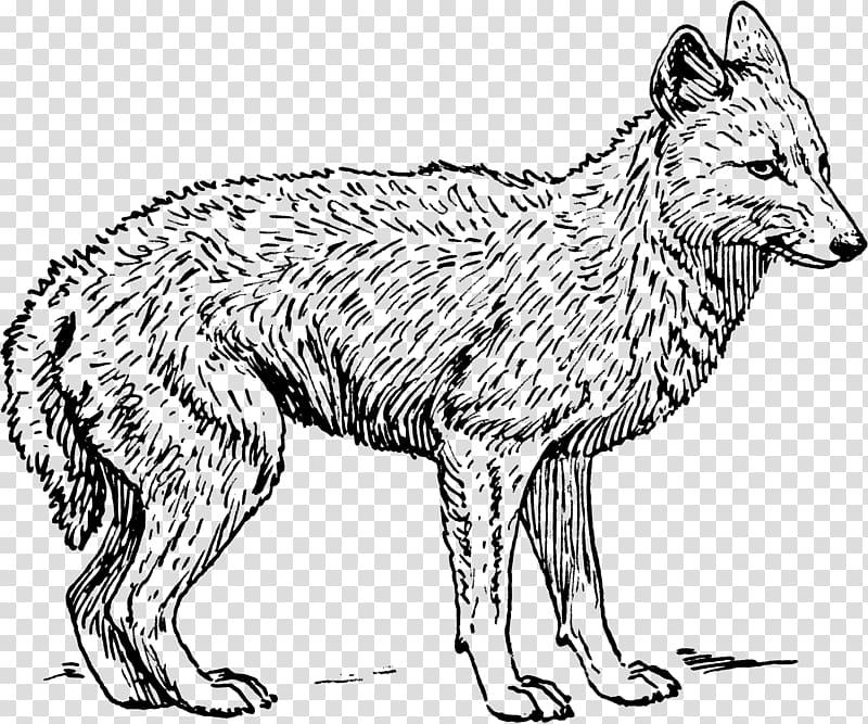 Coyote Black-backed jackal Coloring book , others transparent background PNG clipart