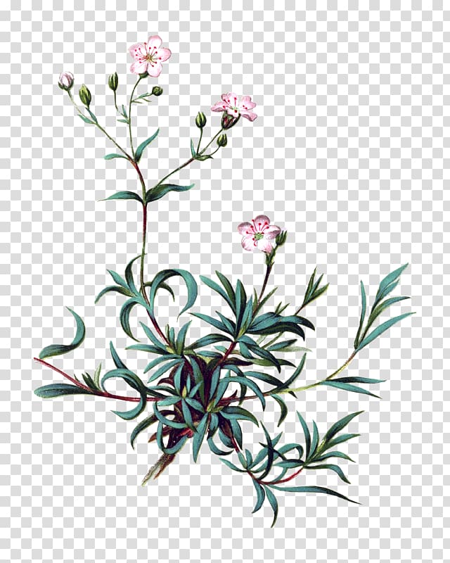 Gypsophila repens Gypsophila paniculata Gypsophila muralis Perennial plant , others transparent background PNG clipart