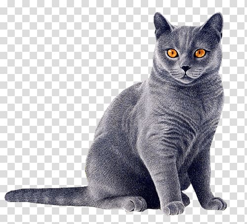 short-haired black and gray cat, Cat Blue transparent background PNG clipart