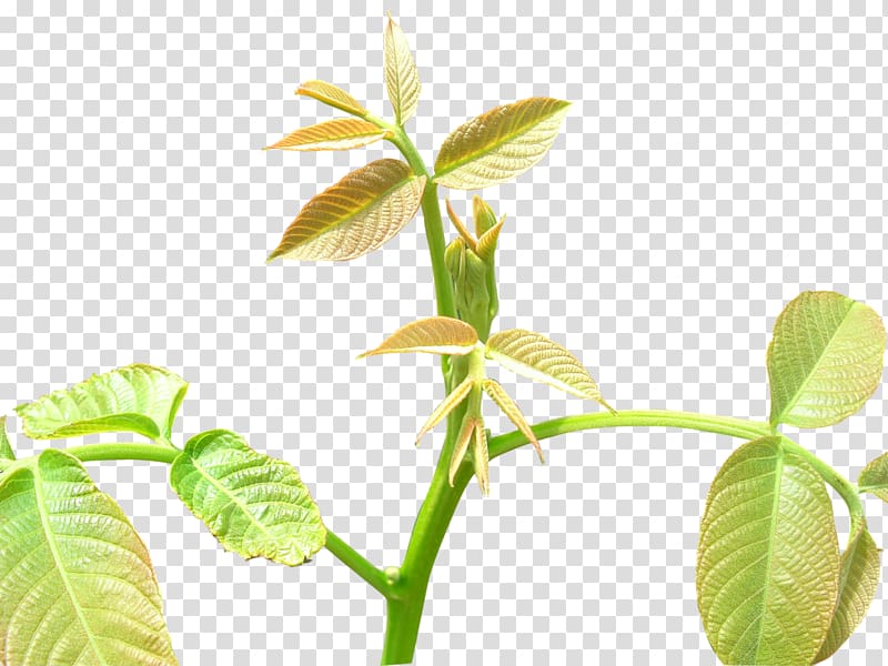 Leaf Tree Shoot, Fresh tea transparent background PNG clipart