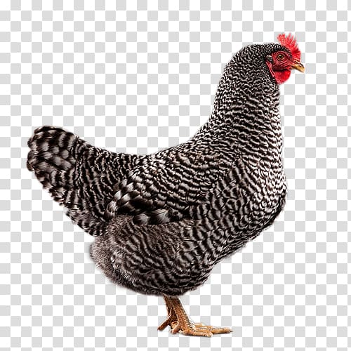 Rooster Plymouth Rock chicken Leghorn chicken Sussex chicken ISA Brown, speckled transparent background PNG clipart