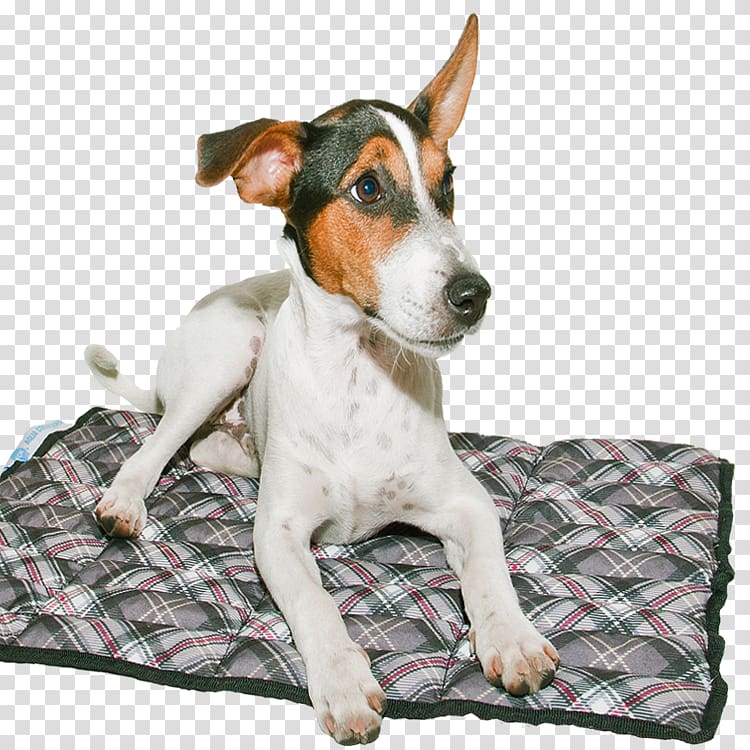 Jack Russell Terrier Tenterfield Terrier Miniature Fox Terrier Rat Terrier Dog breed, others transparent background PNG clipart