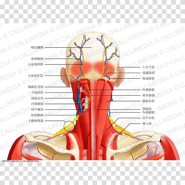 Head and neck anatomy Posterior triangle of the neck Splenius muscles, head muscles transparent background PNG clipart