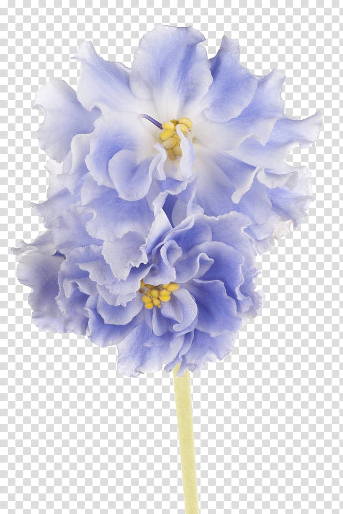 Blue African violet Drawing , others transparent background PNG clipart