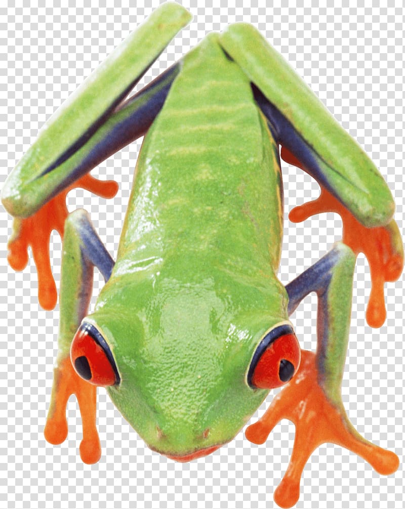 Frog, Frog transparent background PNG clipart