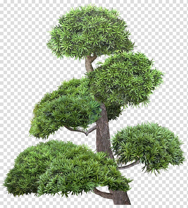 Tree Shrub Raster graphics , bonsai transparent background PNG clipart