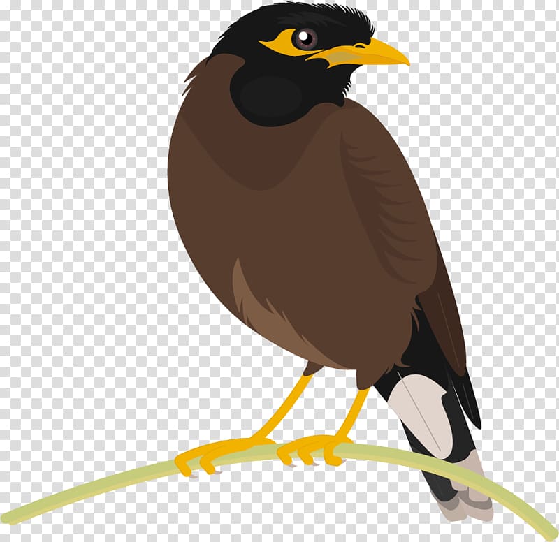 Common myna Bird Beak, Bird transparent background PNG clipart