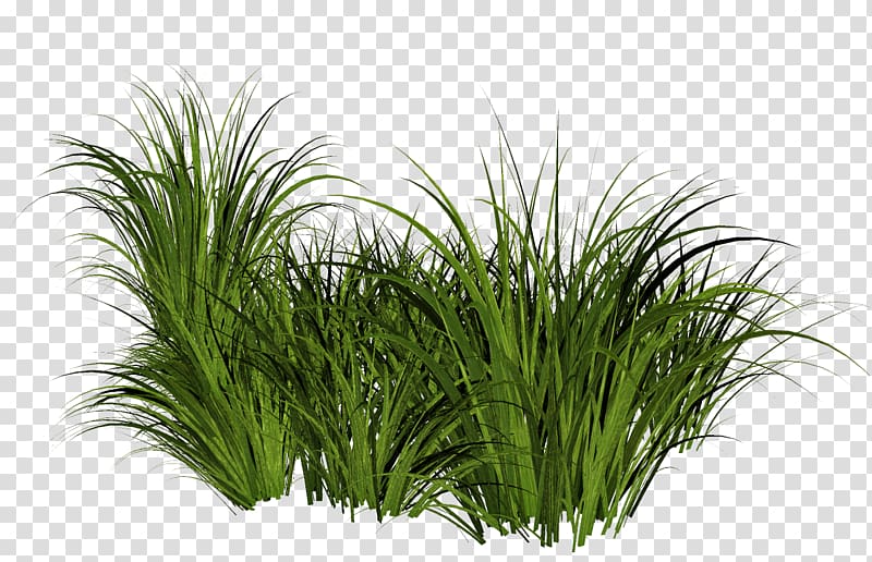 green grass , Lawn Computer Icons , bushes transparent background PNG clipart