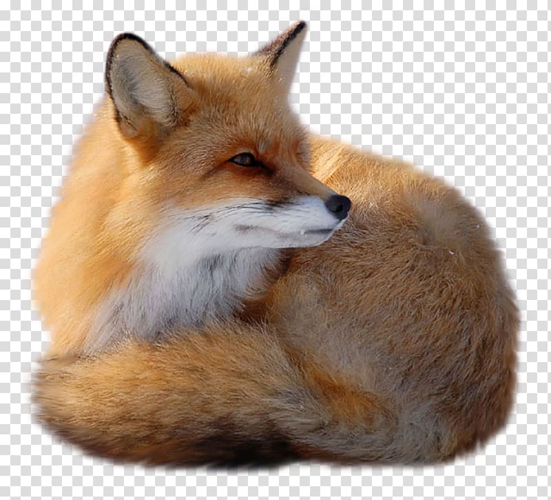 Red fox , zorro transparent background PNG clipart