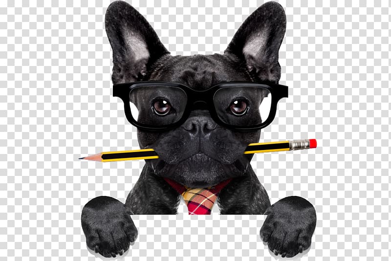 Pet sitting French Bulldog , others transparent background PNG clipart