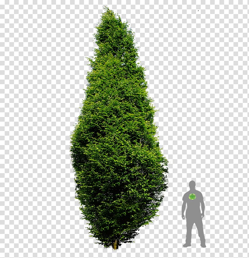 Spruce European hornbeam Pine English Yew Arborvitae, tree transparent background PNG clipart