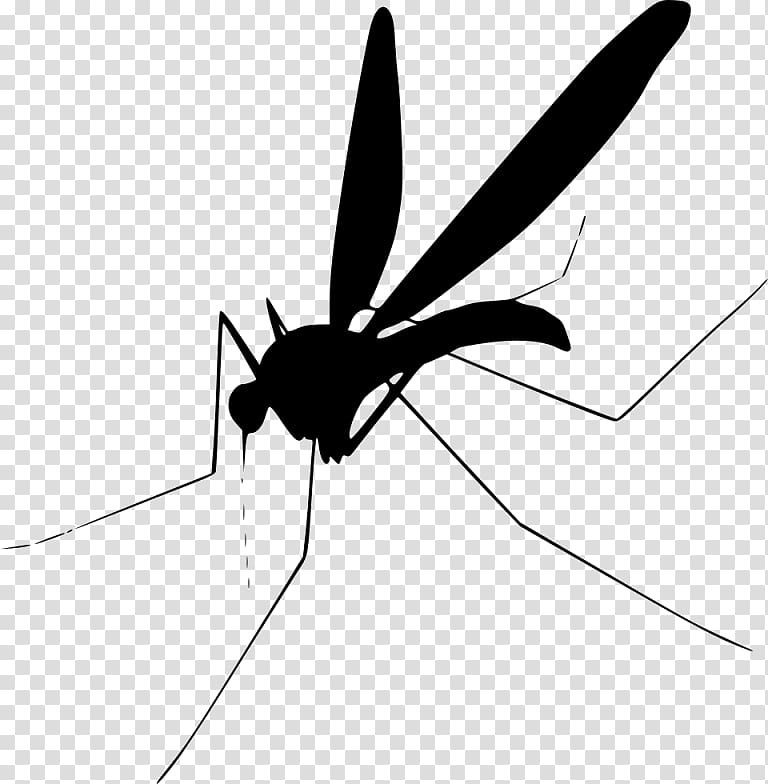 Mosquito Insect Fly , mosquito transparent background PNG clipart